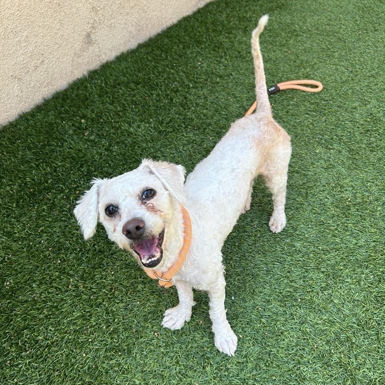 Enlarge Mathew, a Adoptable Terrier in Long Beach, CA image 3/4