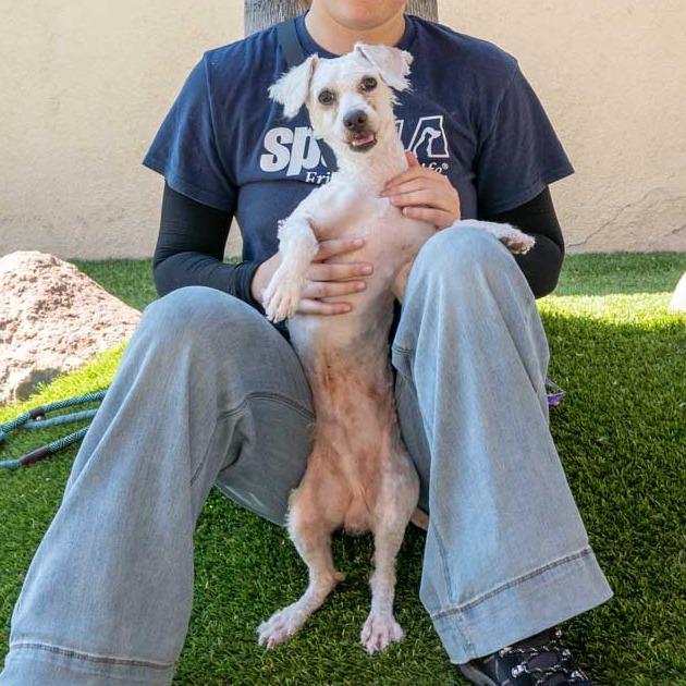 Enlarge Mathew, a Adoptable Terrier in Long Beach, CA image 4/4