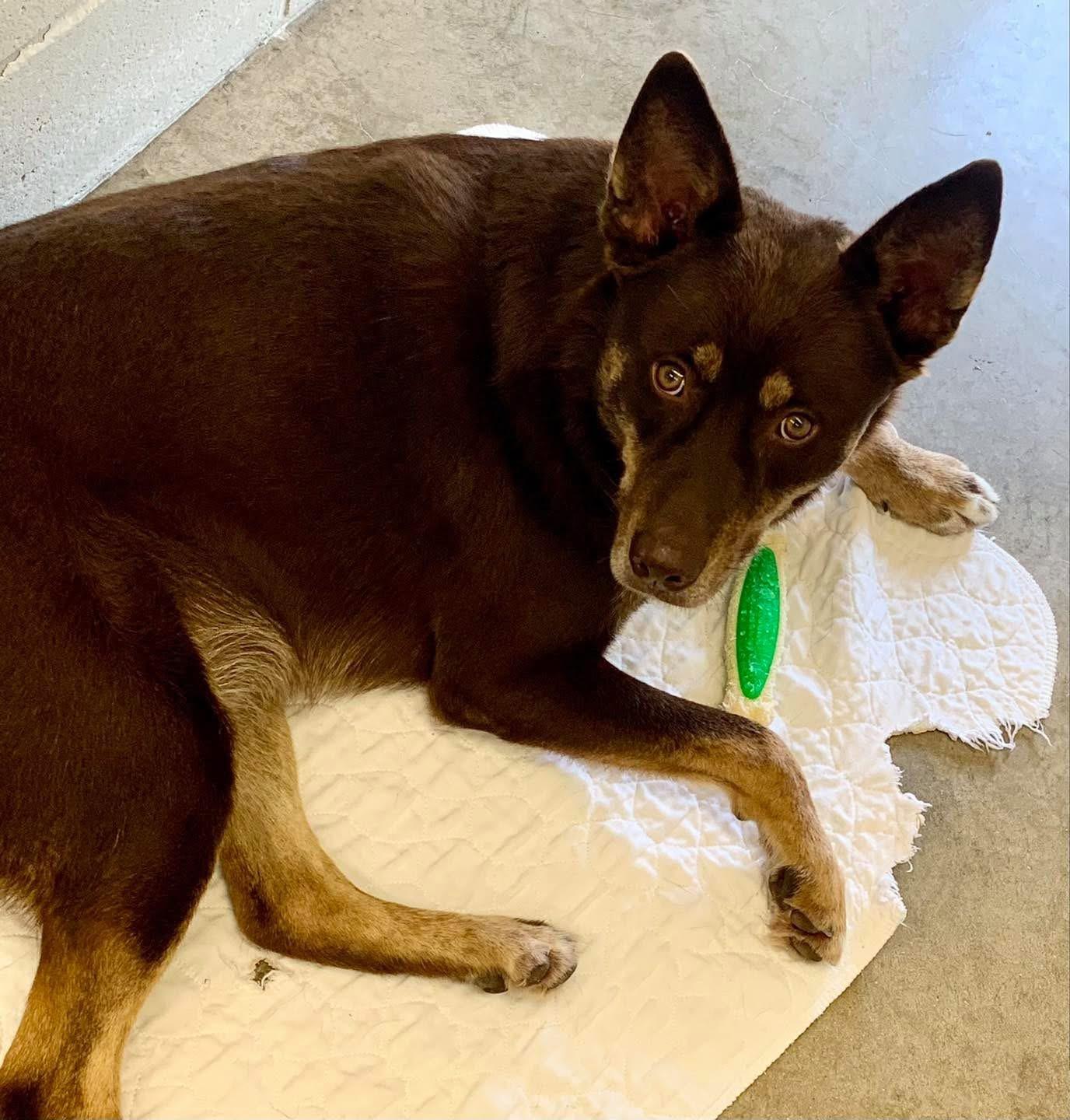 Timber, a Adoptable mixed breed in Godfrey, IL image 2/3