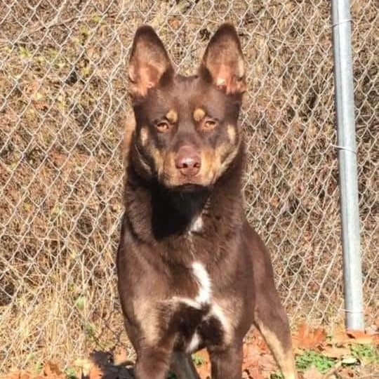 Timber, a Adoptable mixed breed in Godfrey, IL image 1/3