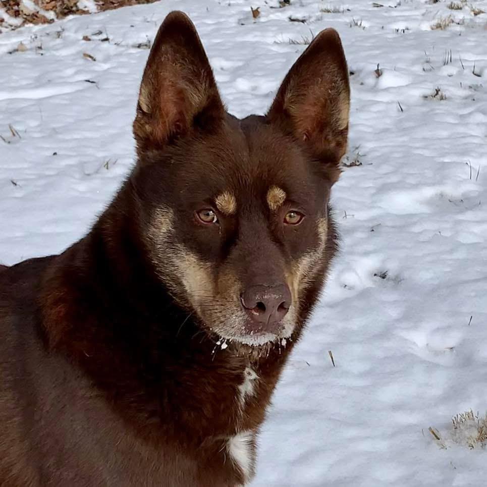 Timber, a Adoptable mixed breed in Godfrey, IL image 3/3