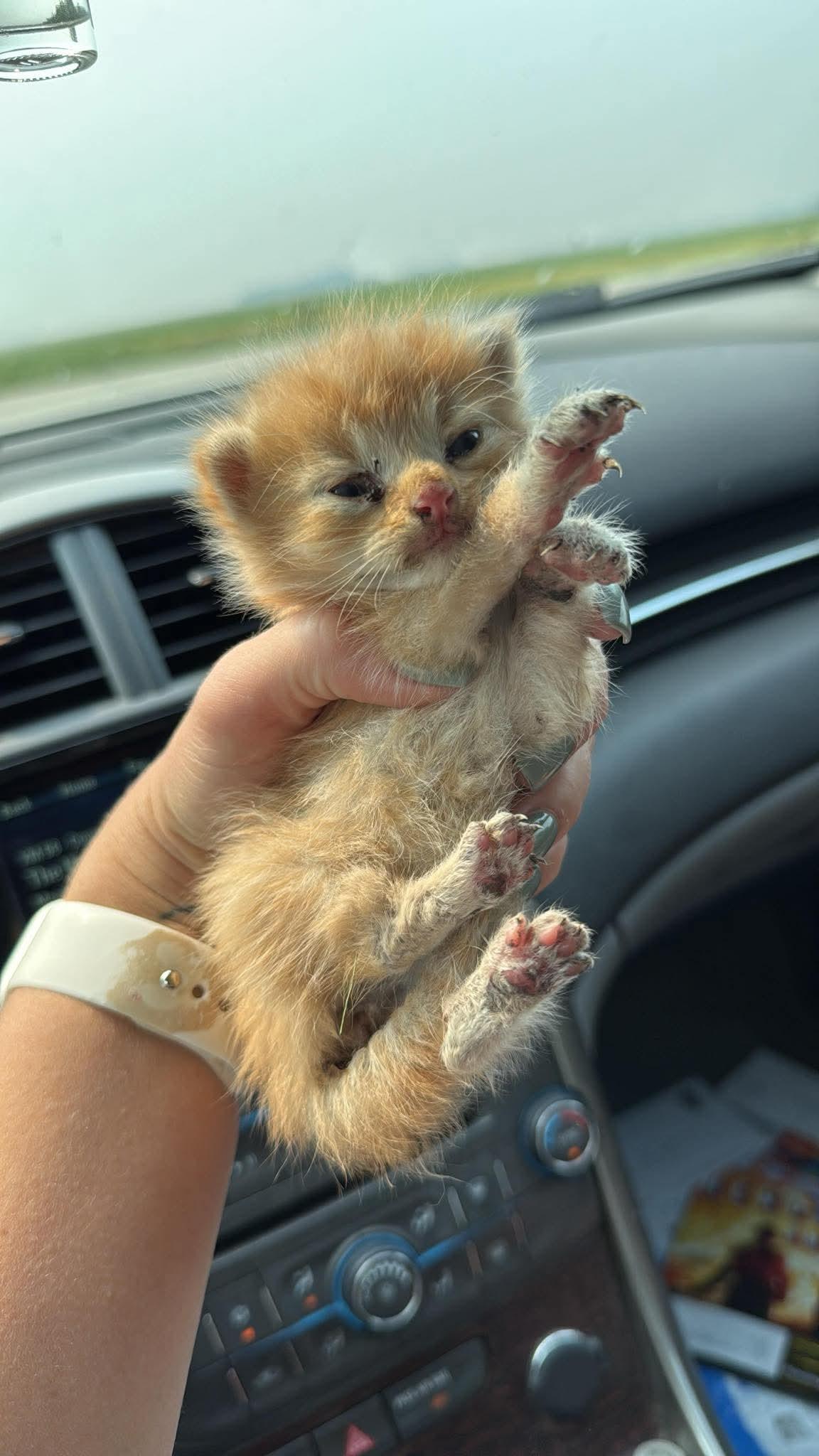 Pookie, Adoptable, Young Male Domestic Short Hair.