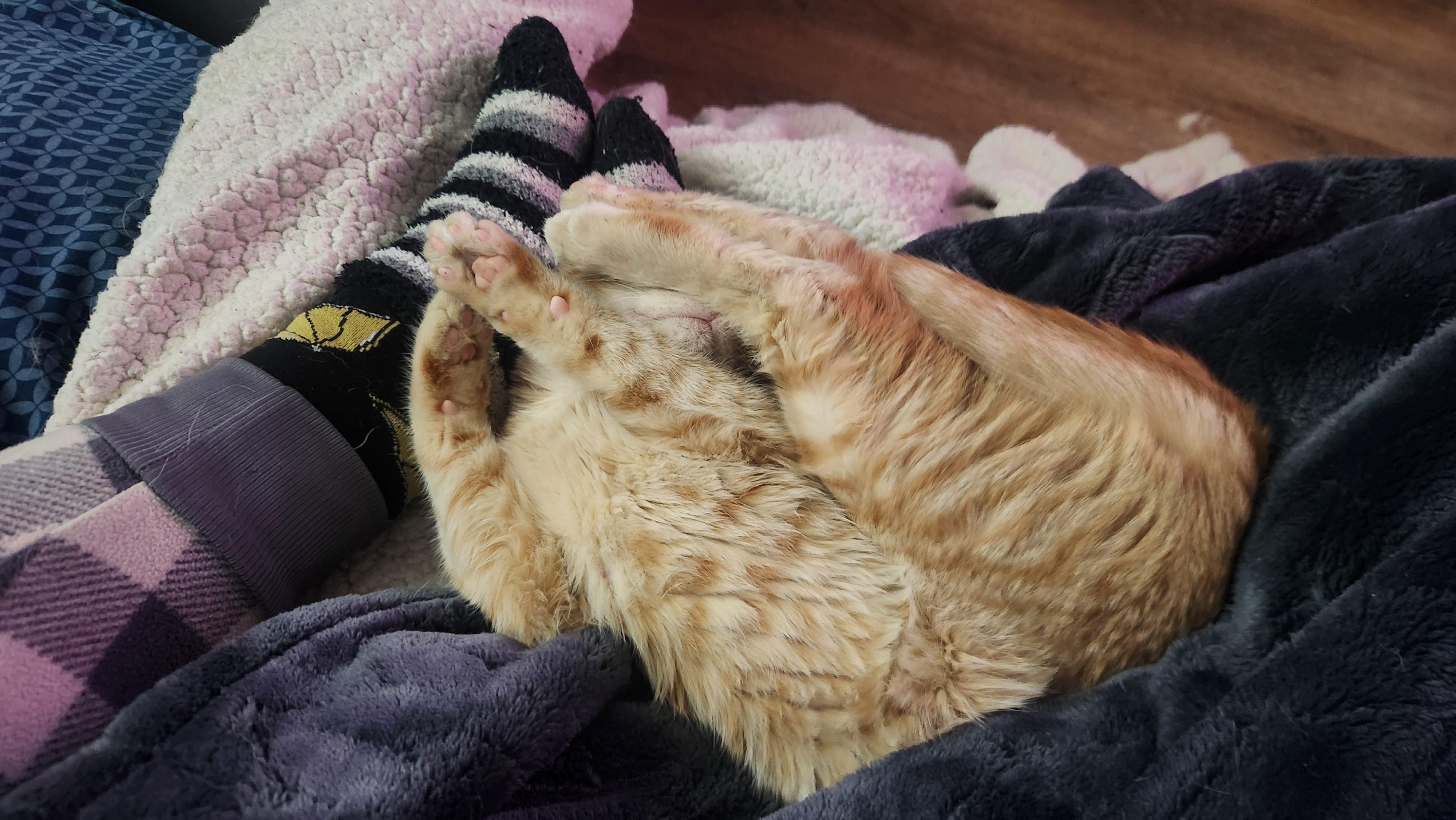 Pookie, a Adoptable mixed breed in Crookston, MN image 2/4