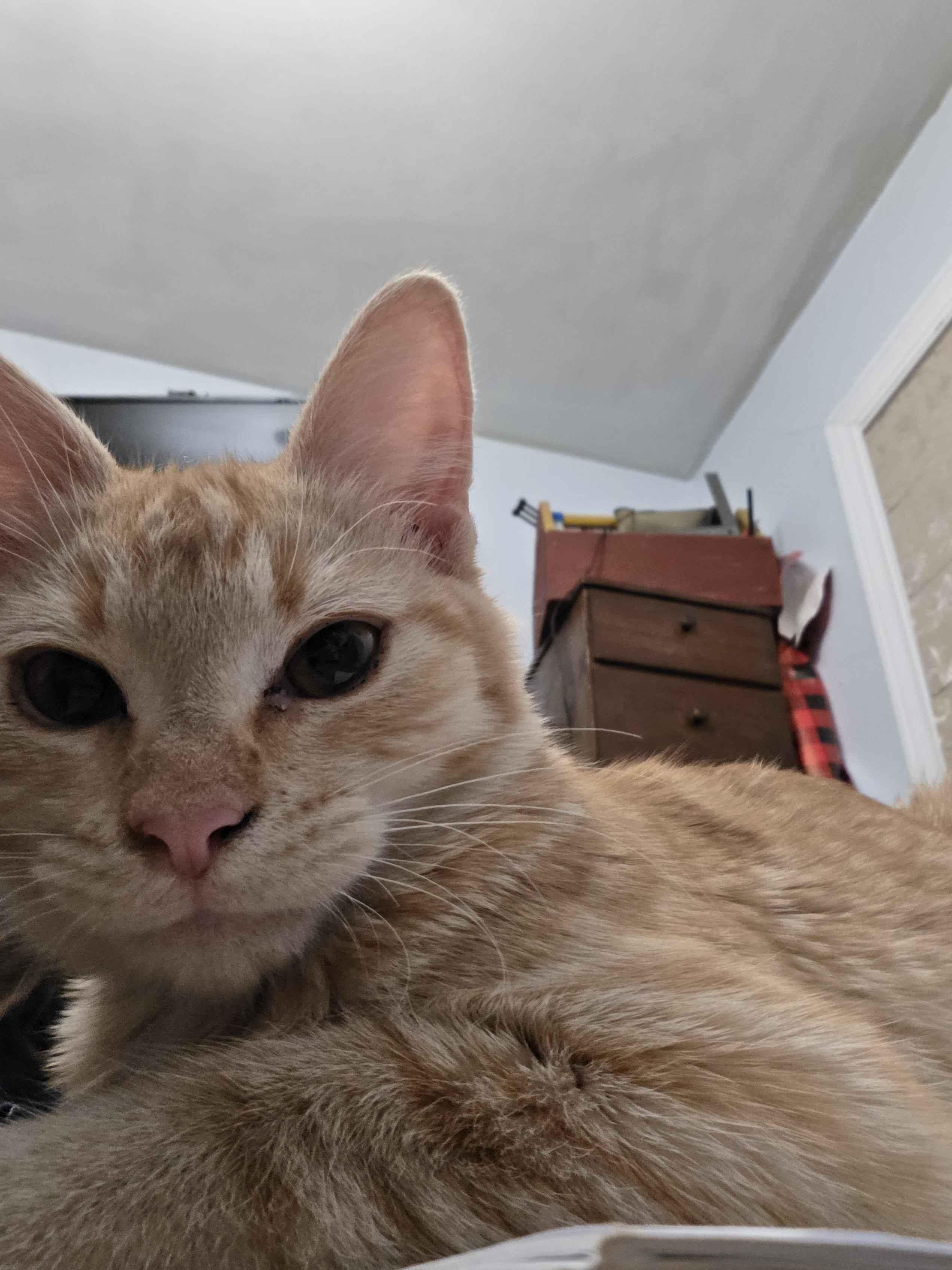 Pookie, a Adoptable mixed breed in Crookston, MN image 3/4