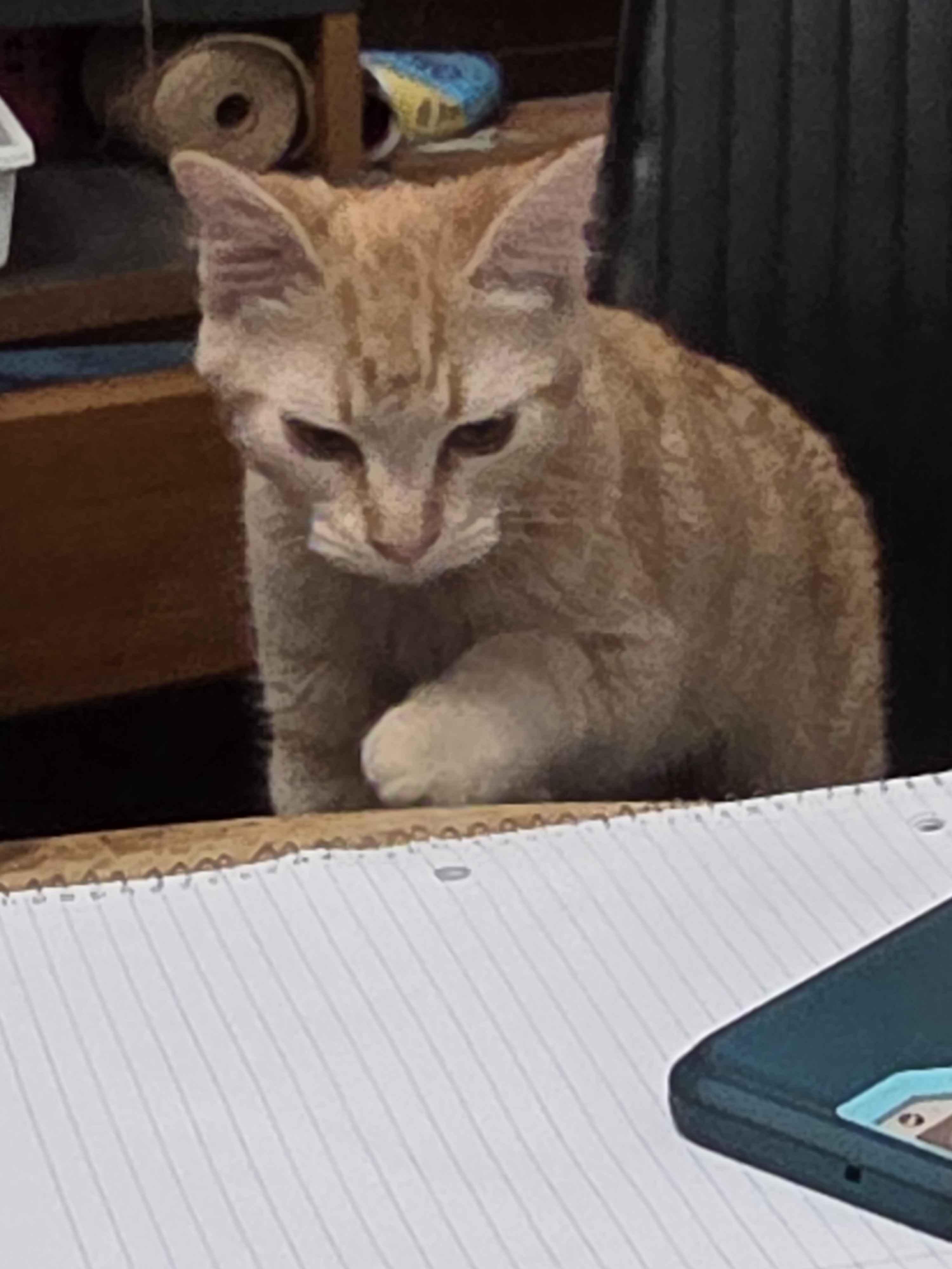 Pookie, a Adoptable mixed breed in Crookston, MN image 4/4