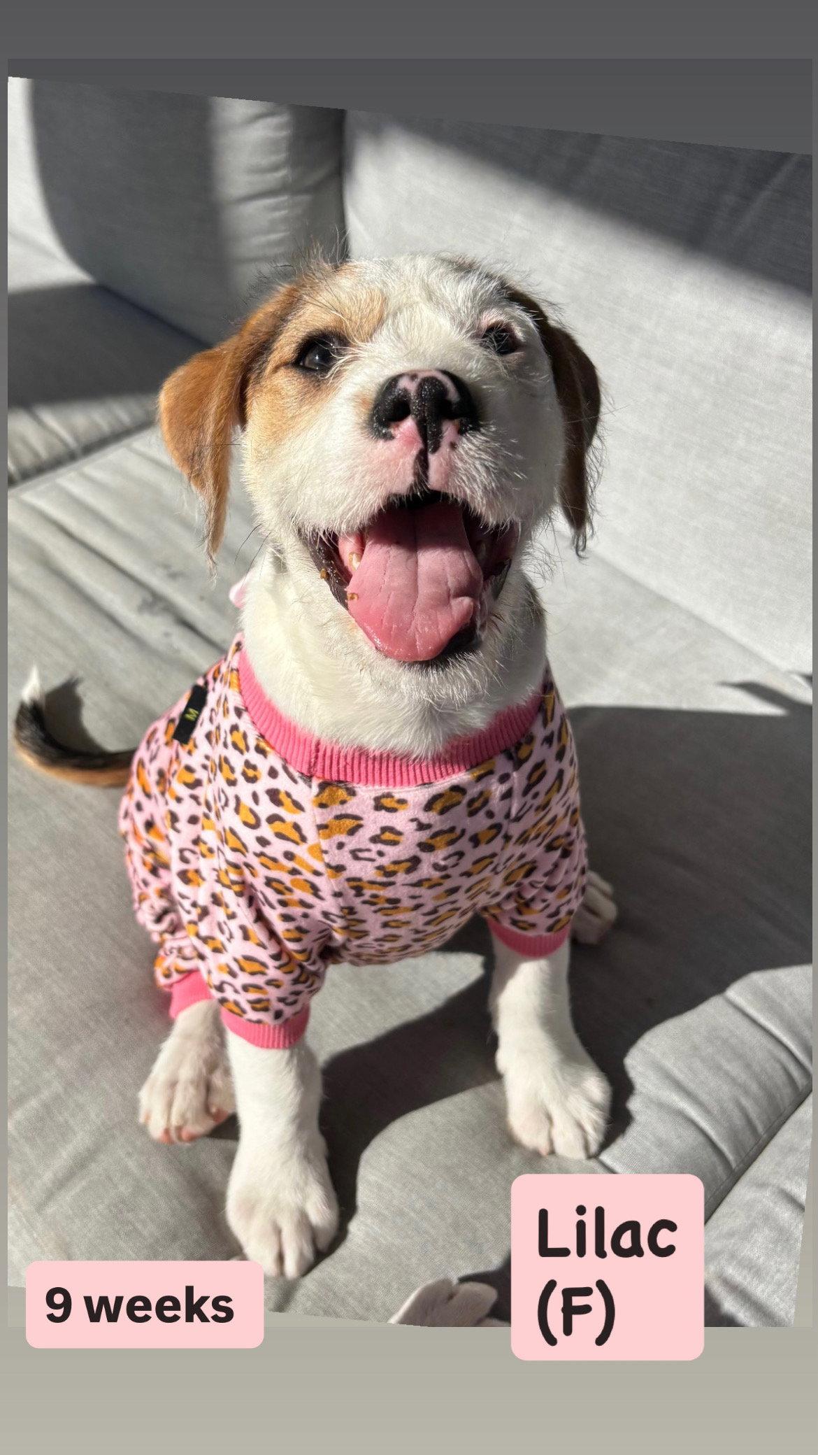 Lilly's Flowers - Lilac, a Adoptable American Staffordshire Terrier in San Diego, CA image 2/3