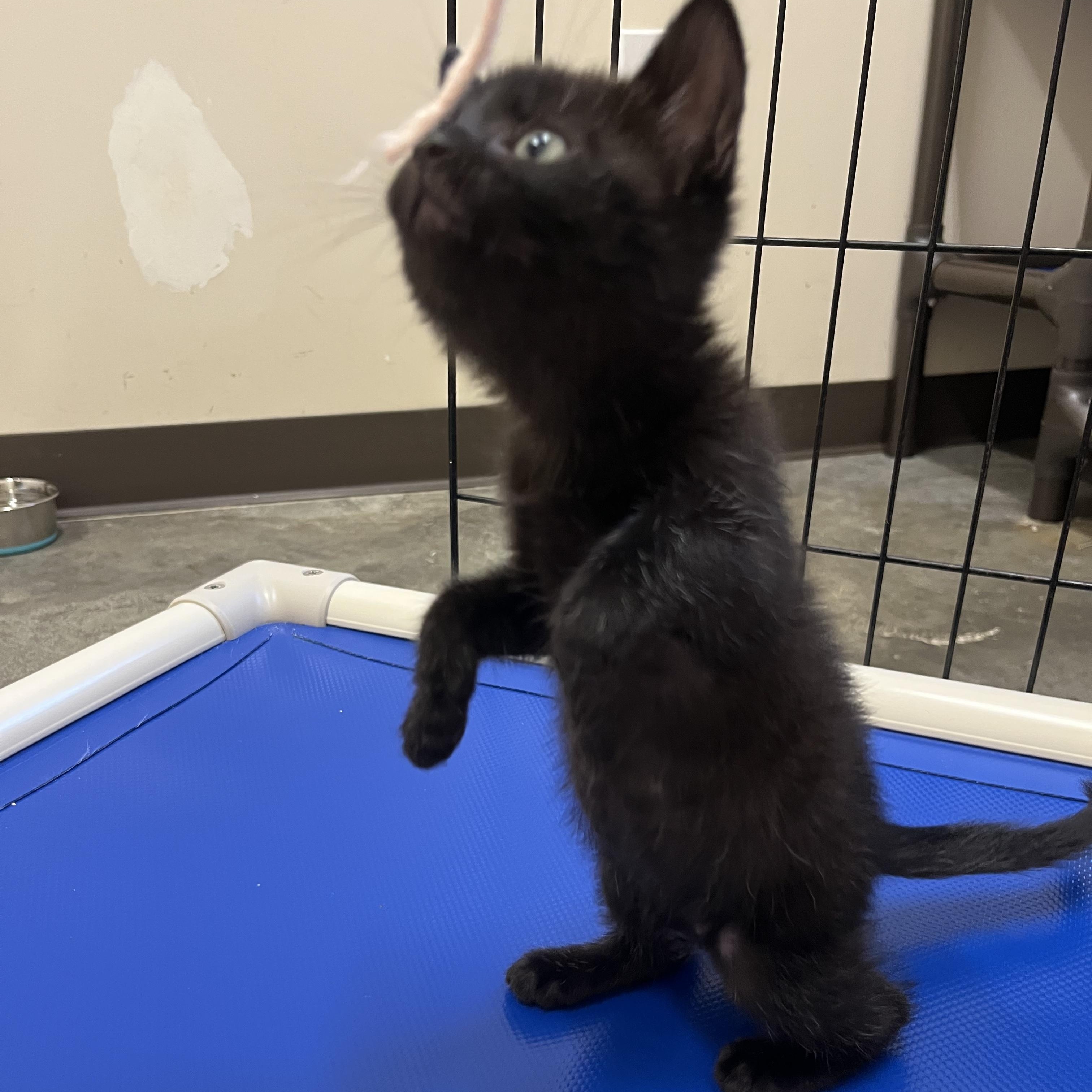 Enlarge Barbell, an adopted Domestic Short Hair in Salisbury, NC image 5/5