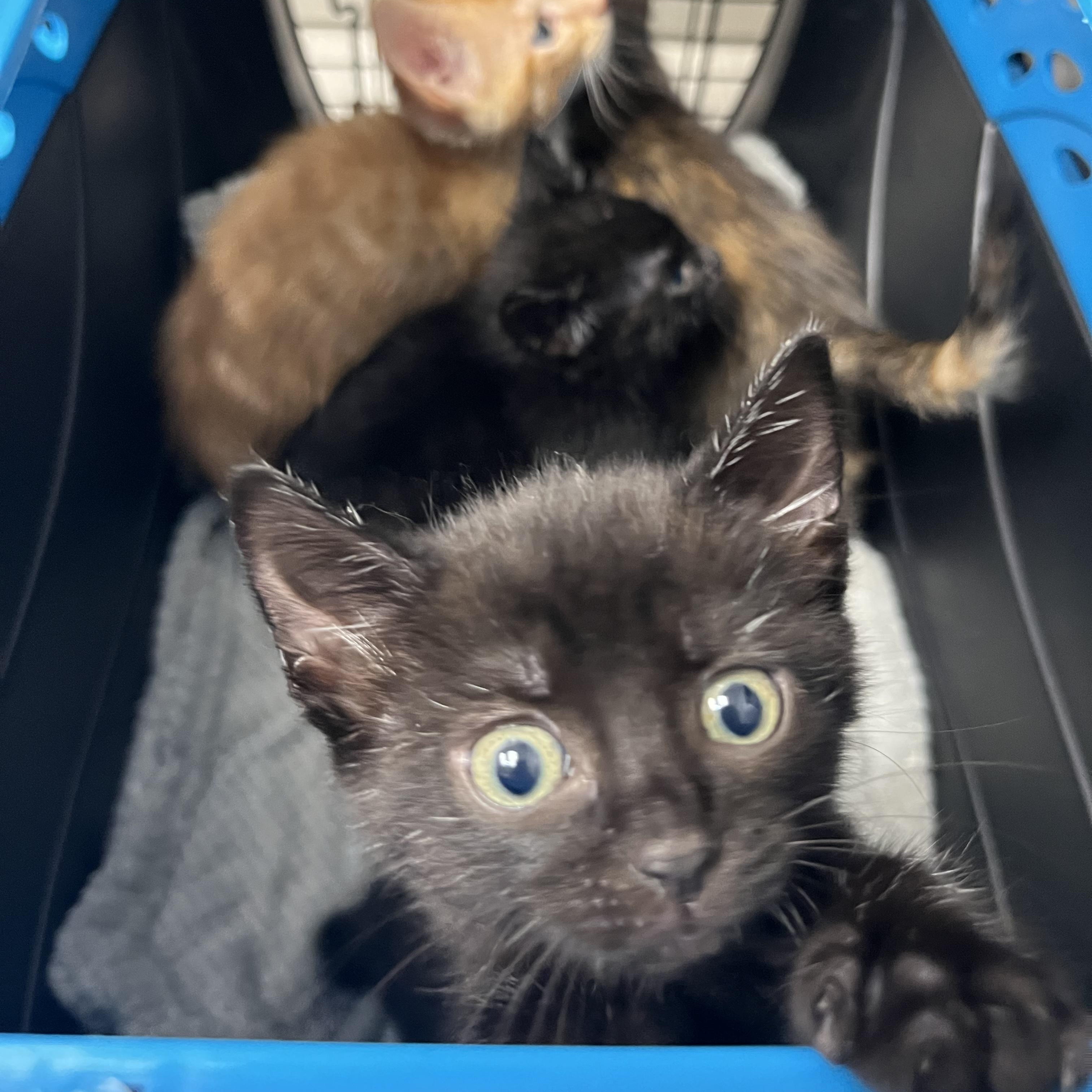 Enlarge Barbell, an adopted Domestic Short Hair in Salisbury, NC image 3/5