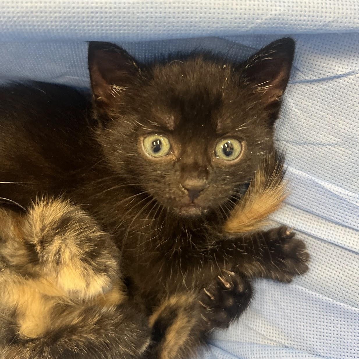 Enlarge Barbell, an adopted Domestic Short Hair in Salisbury, NC image 4/5
