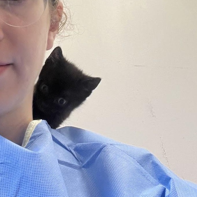 Enlarge Barbell, an adopted Domestic Short Hair in Salisbury, NC image 2/5