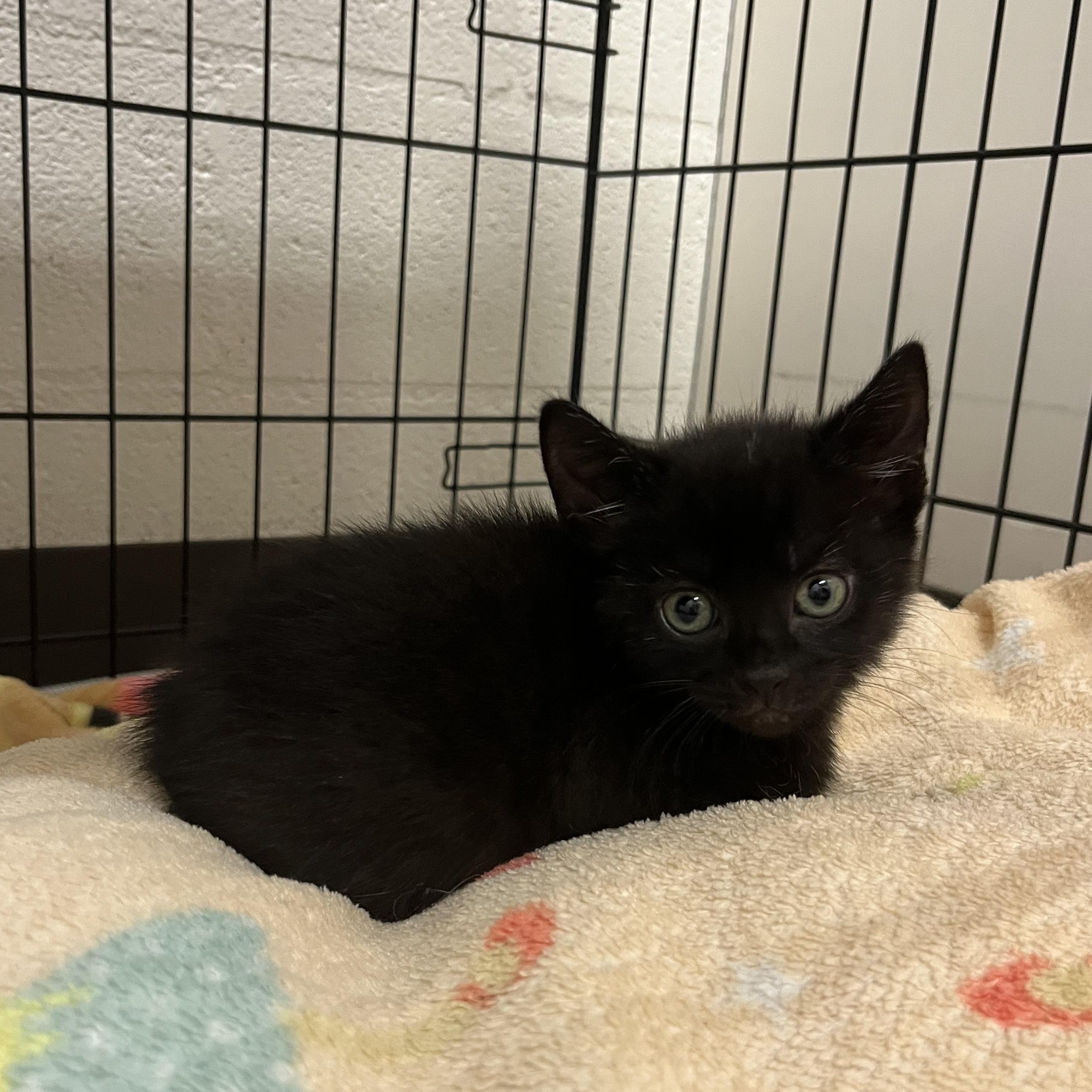 Barbell, adopted, Kitten Female Domestic Short Hair.
