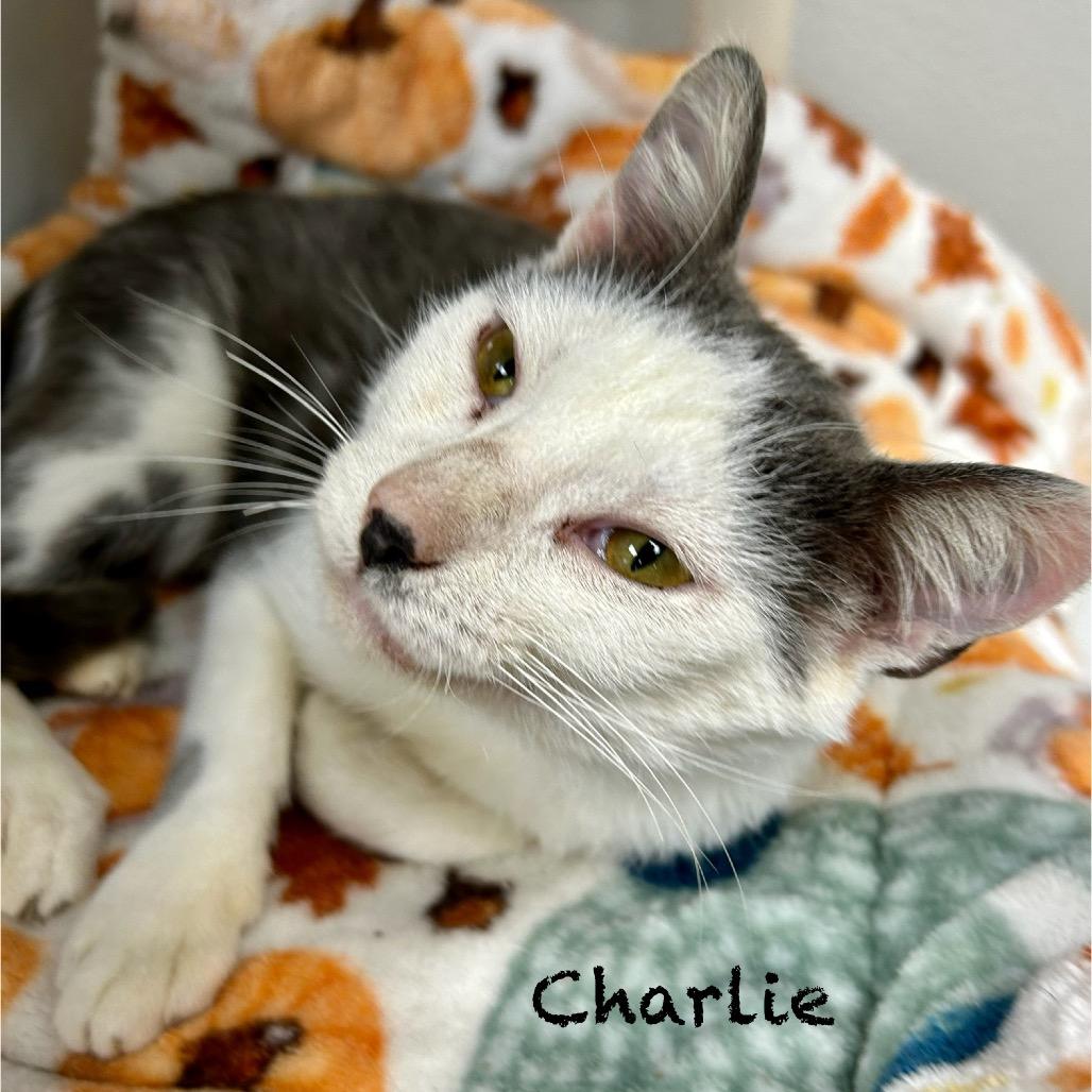 Enlarge Charlie, a Adoptable Domestic Short Hair in Hannibal, MO image 1/2