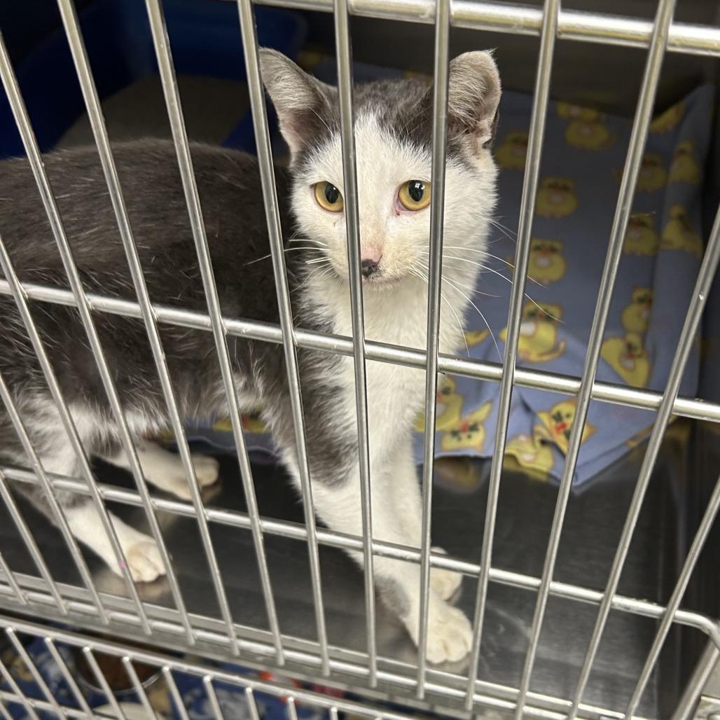 Enlarge Charlie, a Adoptable Domestic Short Hair in Hannibal, MO image 2/2