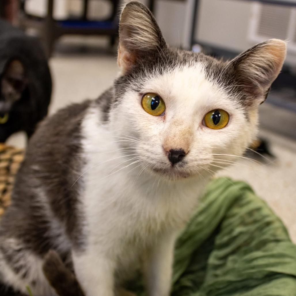 Enlarge Charlie, a Adoptable Domestic Short Hair in Hannibal, MO image 1/1