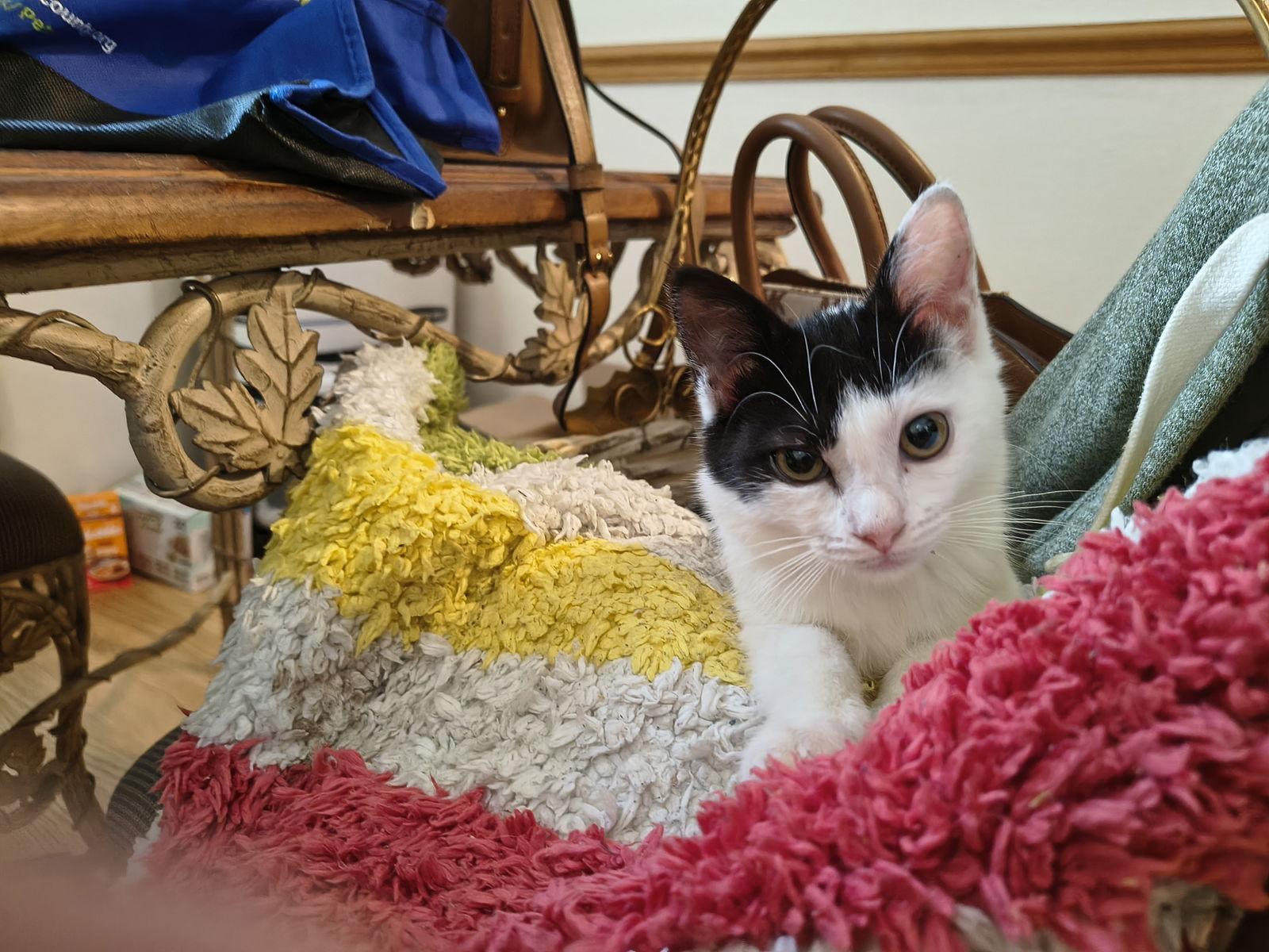 Frosty (9760), Adoptable, Kitten Female Domestic Short Hair.