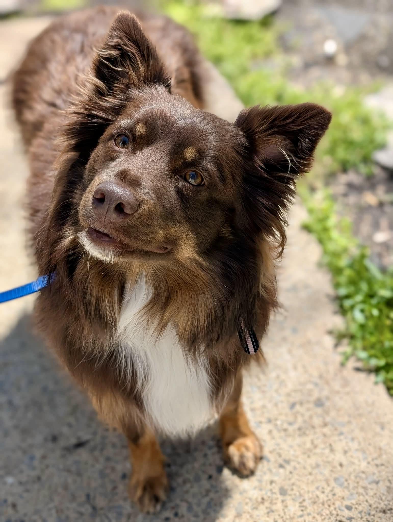Cutie (ew), Adoptable, Adult Female Australian Shepherd.