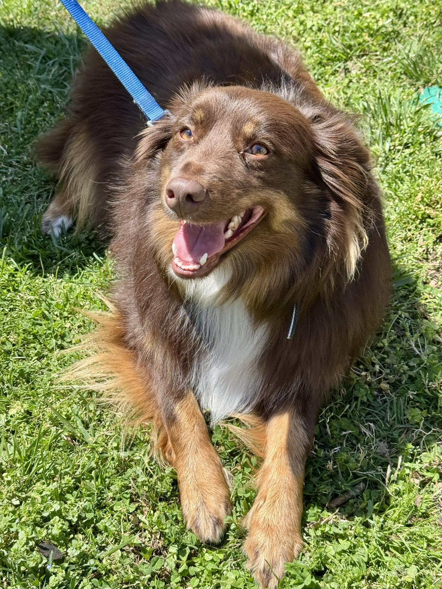 Enlarge Cutie (ew), a Adoptable Australian Shepherd in White Bluff, TN image 2/3