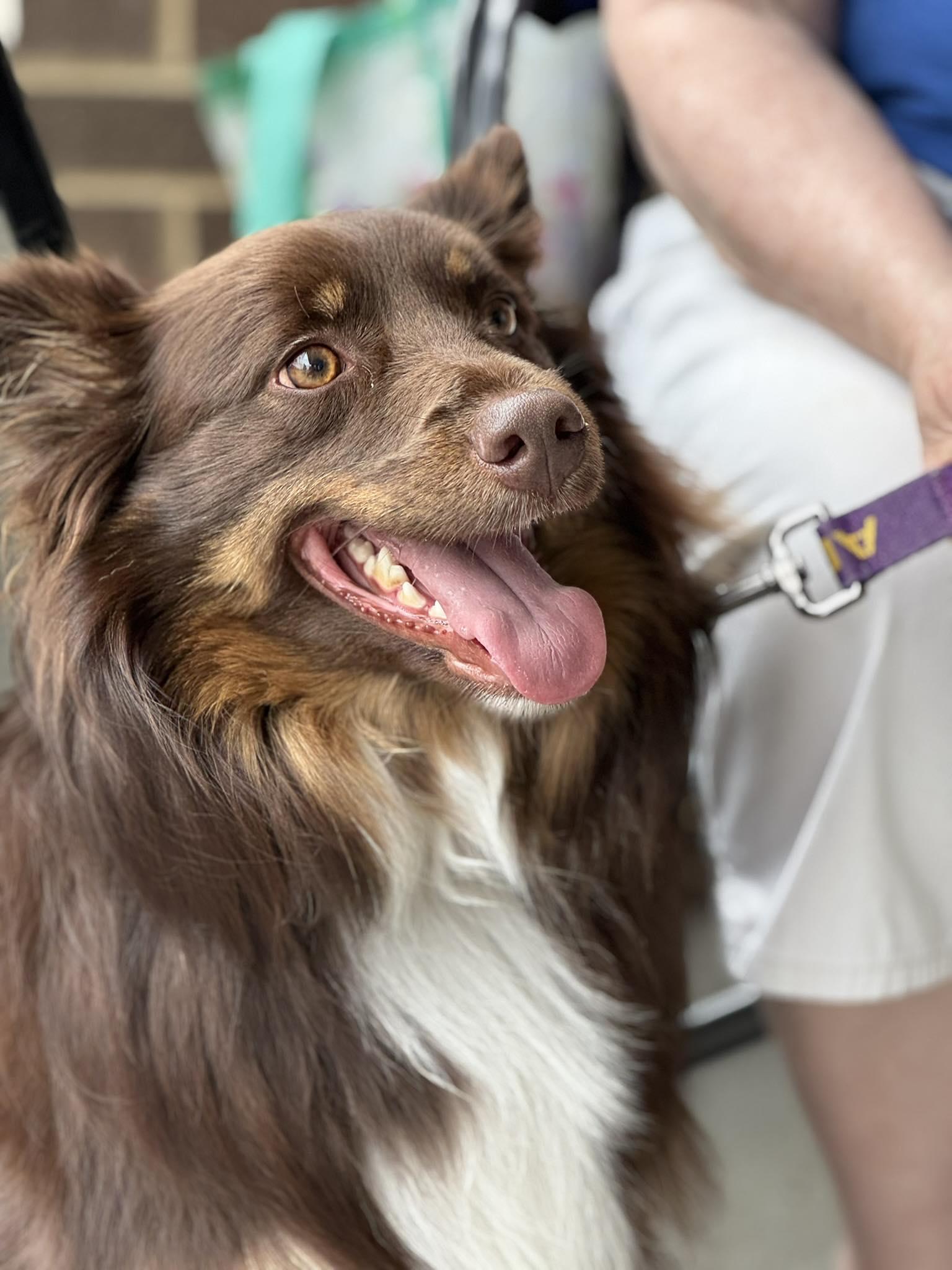 Enlarge Cutie (ew), a Adoptable Australian Shepherd in White Bluff, TN image 3/3