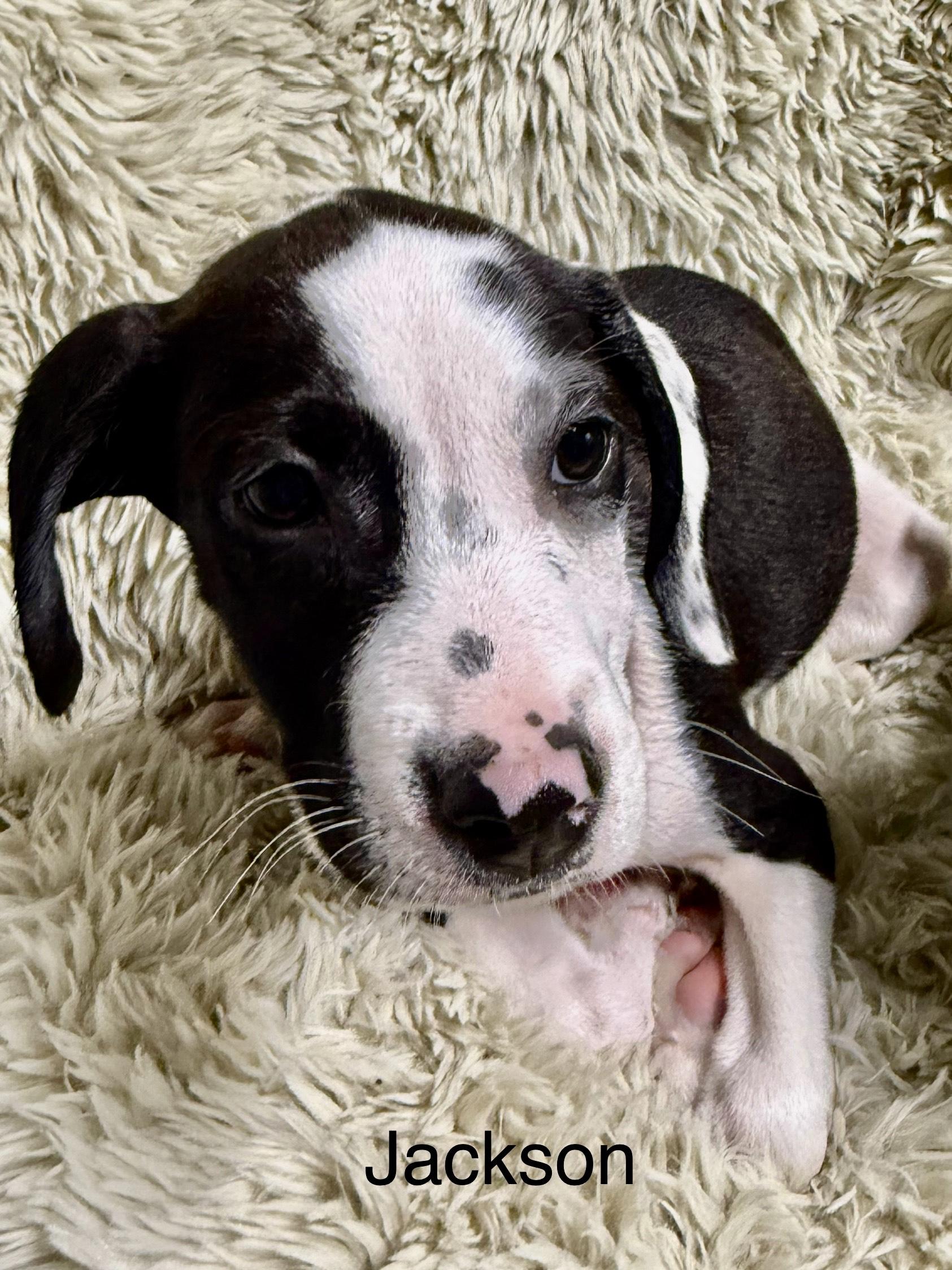 Jackson, a Adoptable mixed breed in modesto, CA image 1/2