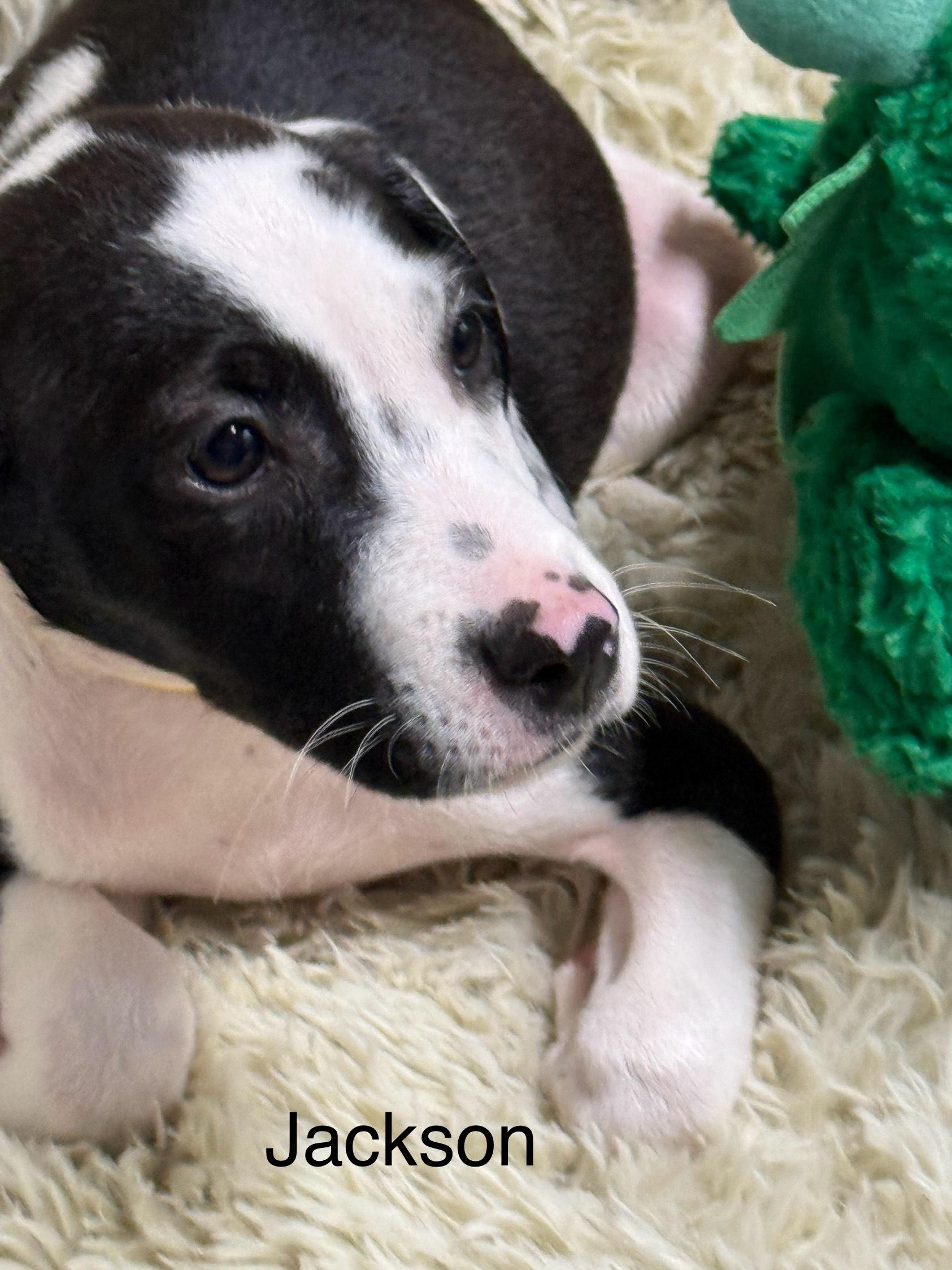 Jackson, a Adoptable mixed breed in modesto, CA image 2/2