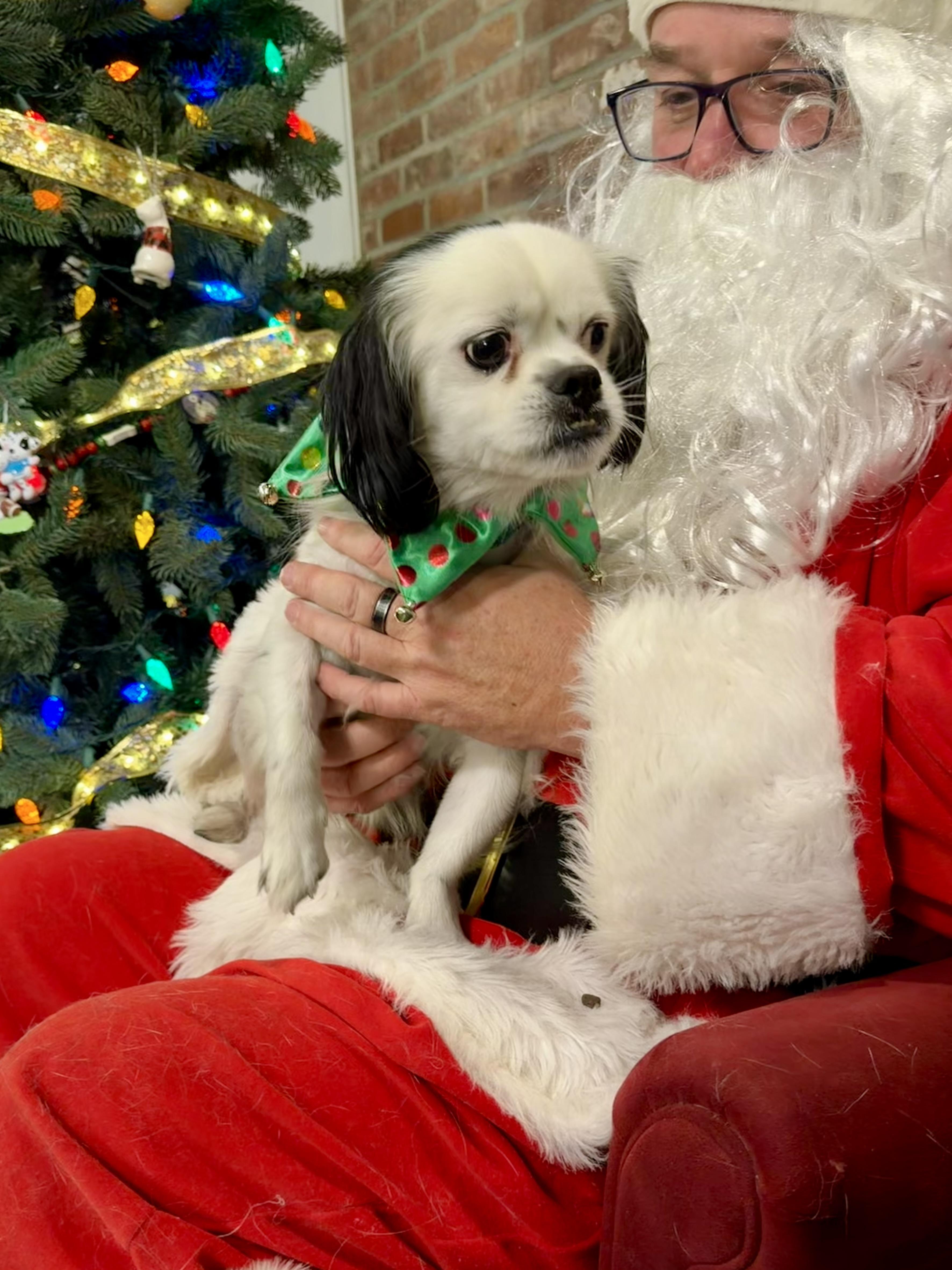 Enlarge Milo, an adopted mixed breed in Uxbridge, MA image 1/2