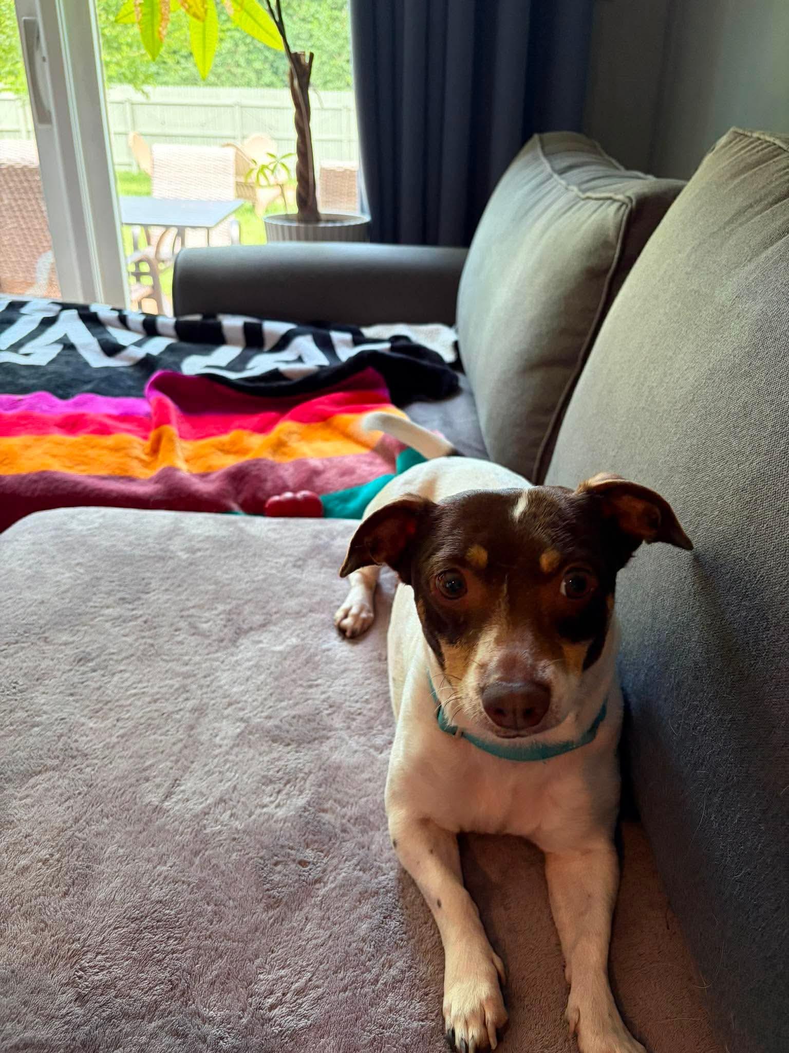 Ruthie, Adoptable, Adult Female Dachshund & Chihuahua.