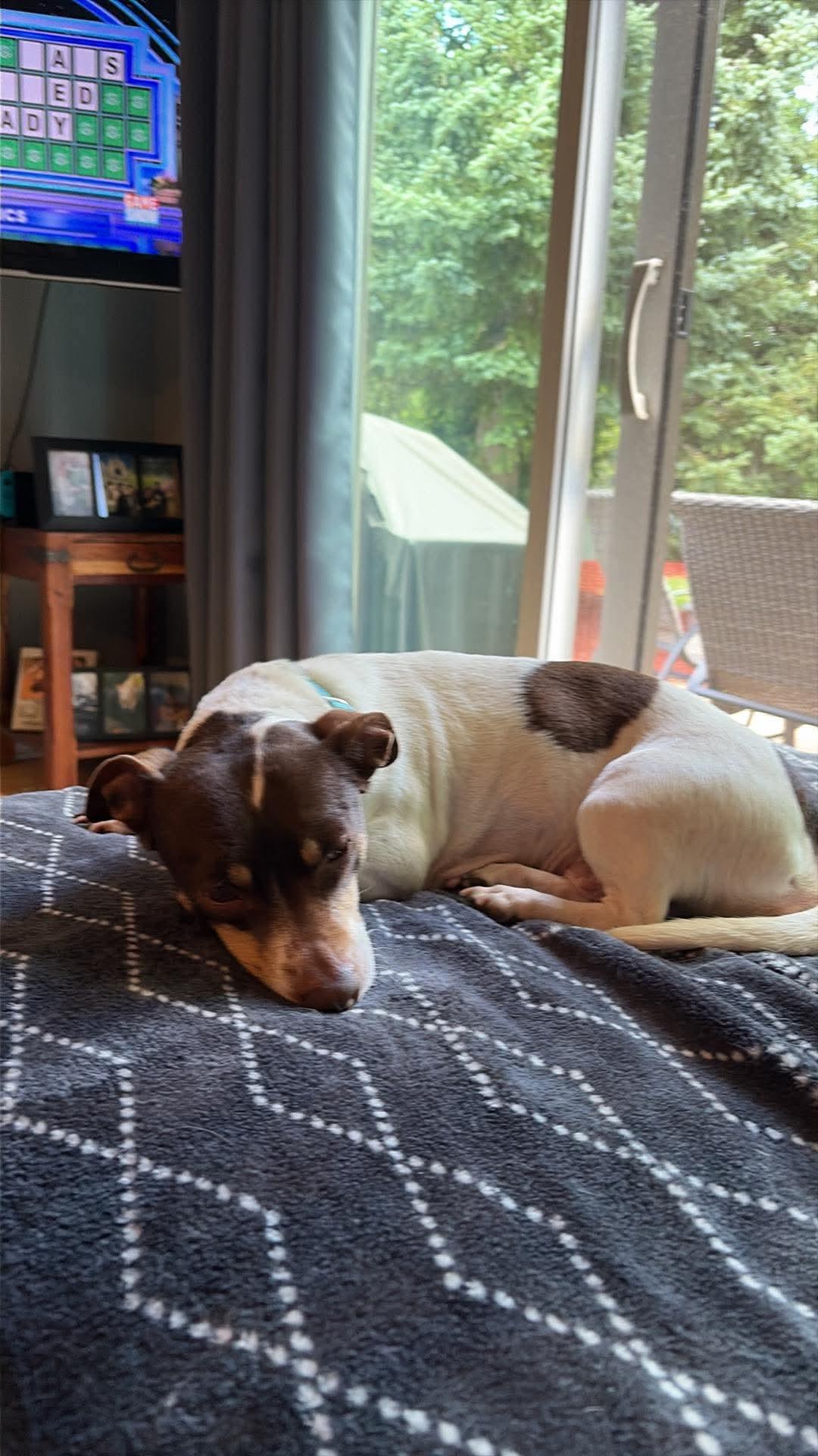 Ruthie, a Adoptable mixed breed in Elgin, IL image 2/2