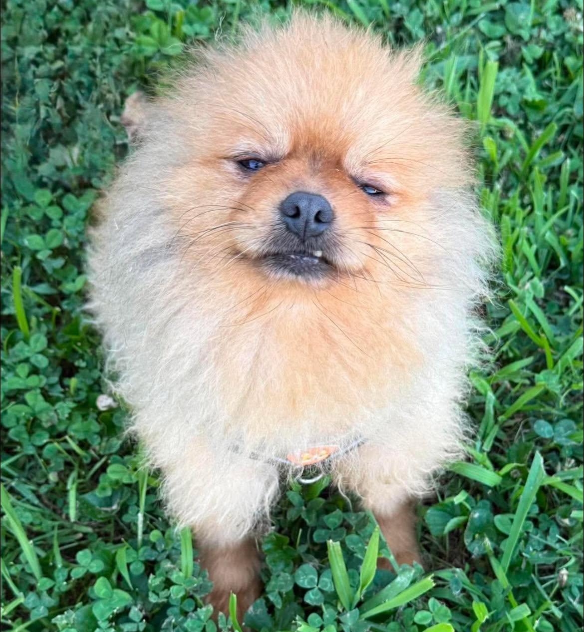 Baker, ADOPTABLE, Adult Male Pomeranian.