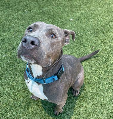 Daisy **Courtesy Post. Out of town pet. See below for details**