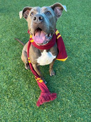 Daisy **Courtesy Post. Out of town pet. See below for details**