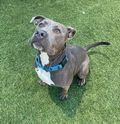 Daisy **Courtesy Post. Out of town pet. See below for details**