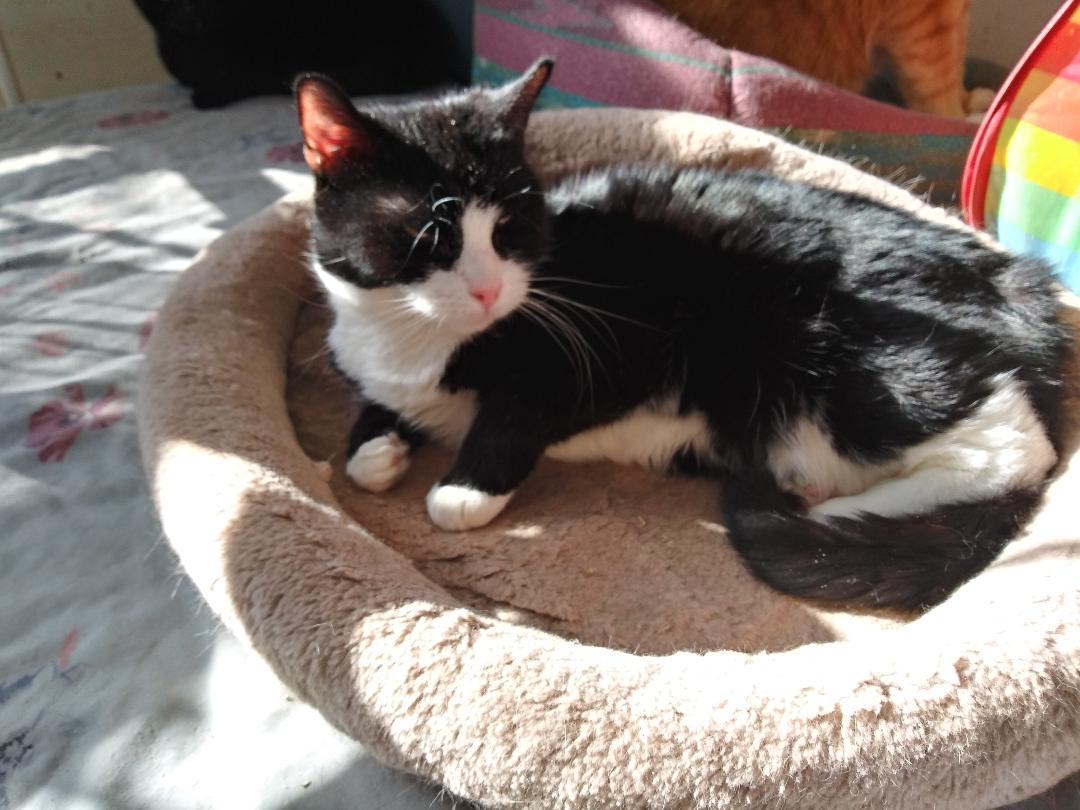 Jasper Rich - LOVING TUXEDO READY TO CUDDLE ON THE COUCH!