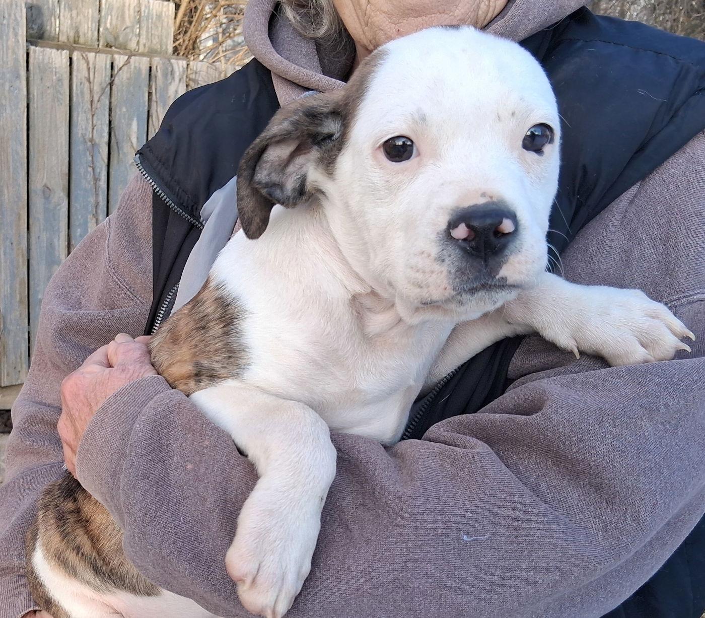Oscar, Adoptable, Puppy Male Boxer & Beagle.