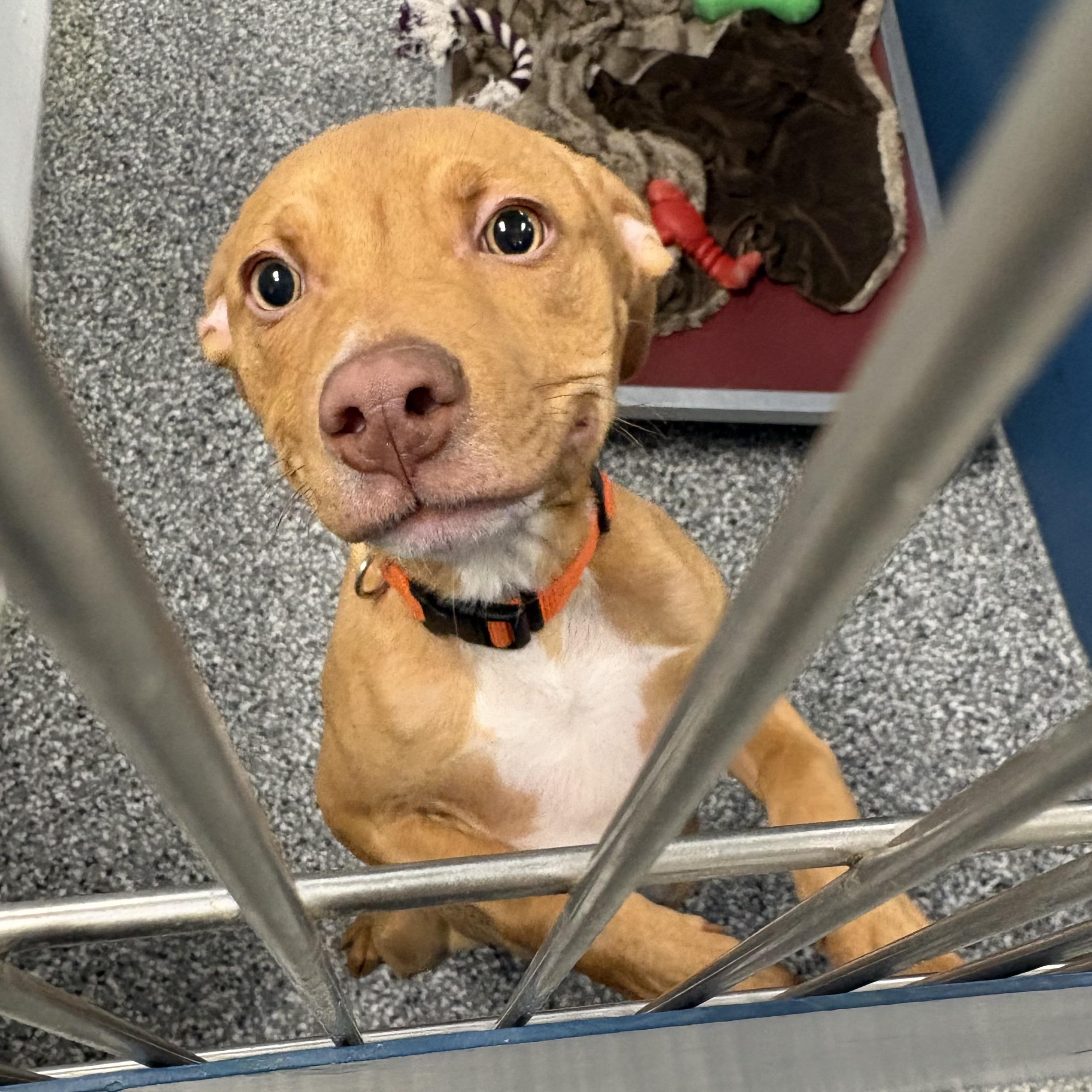 Sergio, adopted, Puppy Male Mixed Breed.