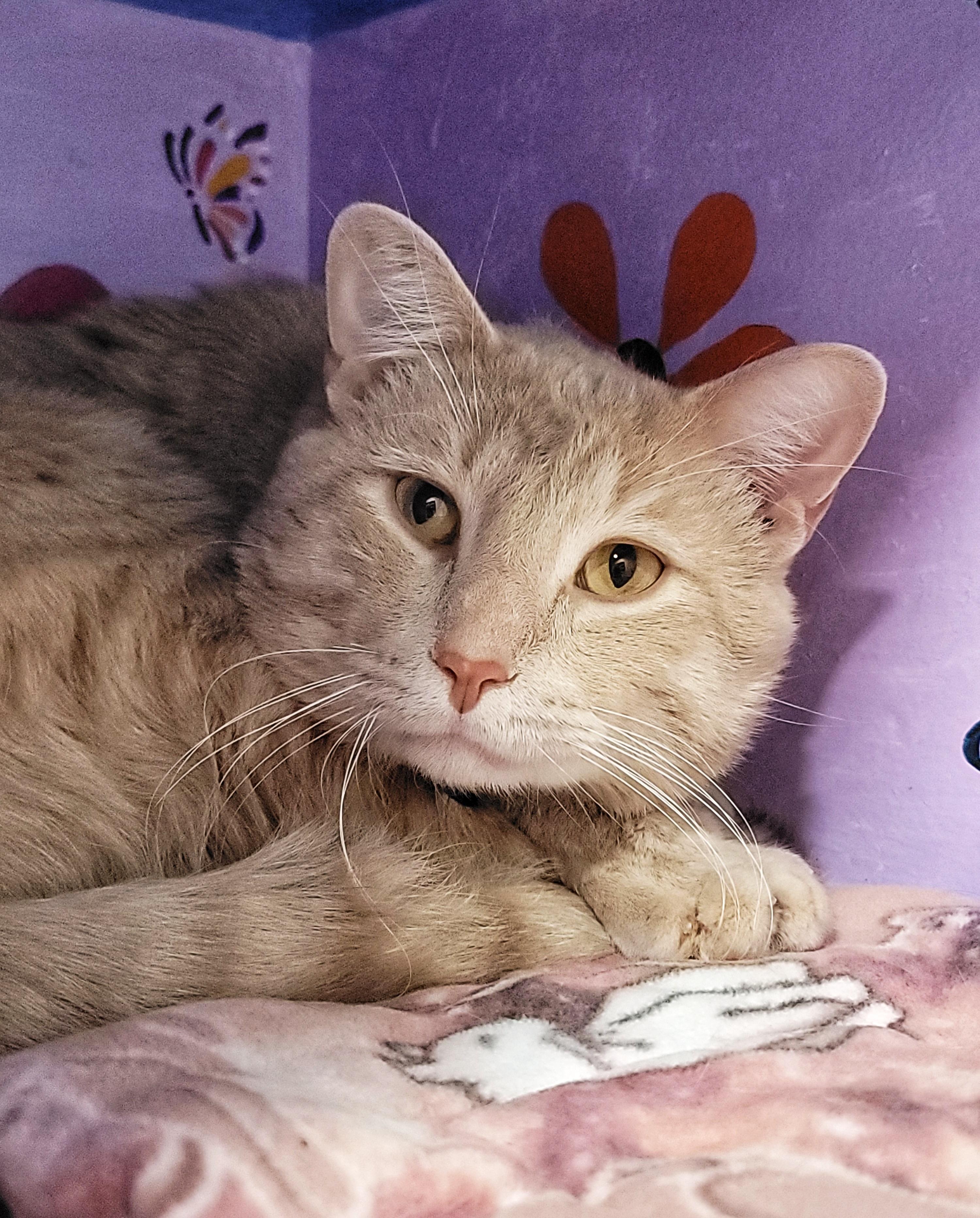 Enlarge Colonel Custard, a ADOPTABLE Domestic Short Hair in Grand Rapids, MI image 1/4