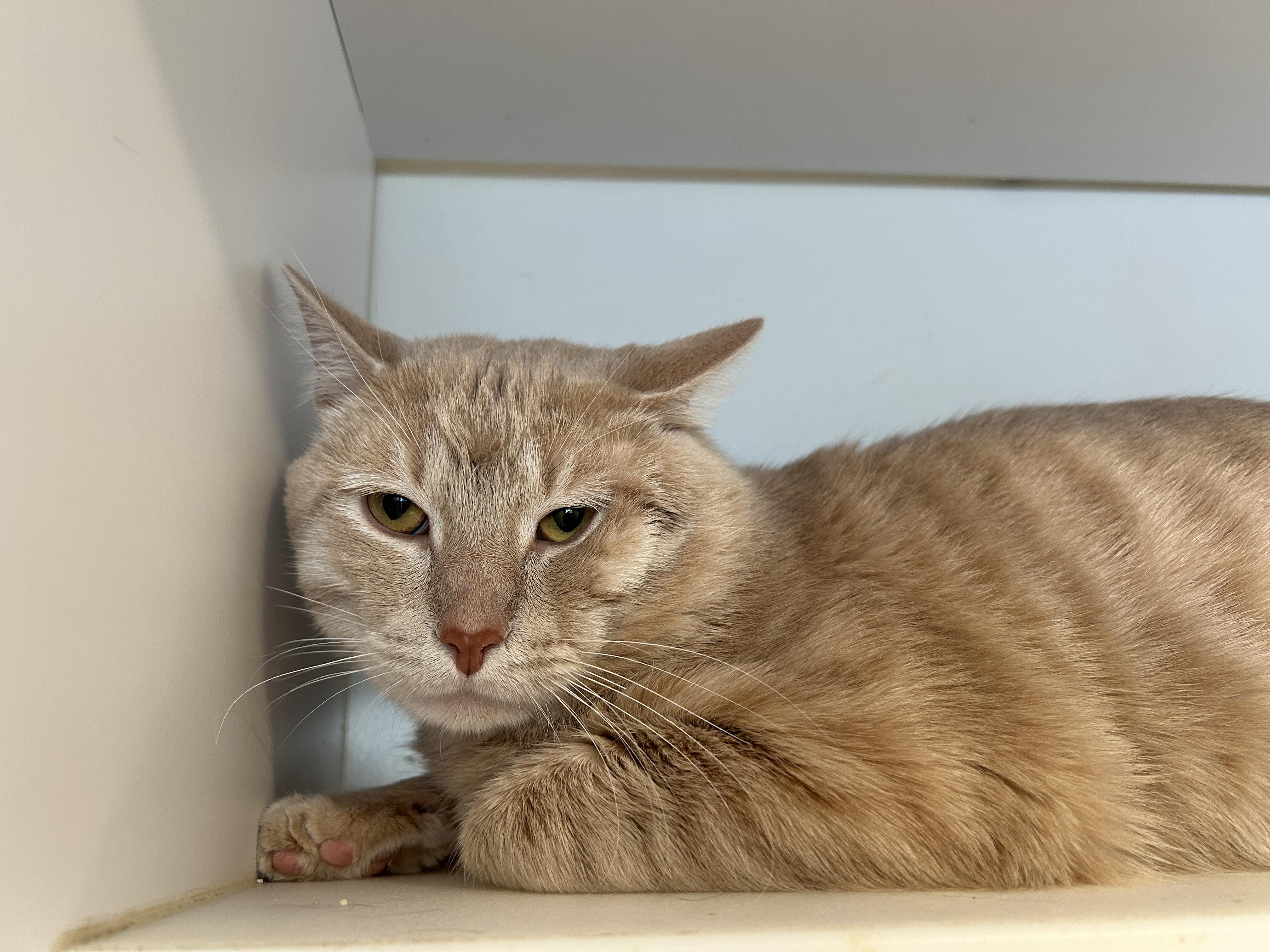 Enlarge Colonel Custard, a ADOPTABLE Domestic Short Hair in Grand Rapids, MI image 3/4