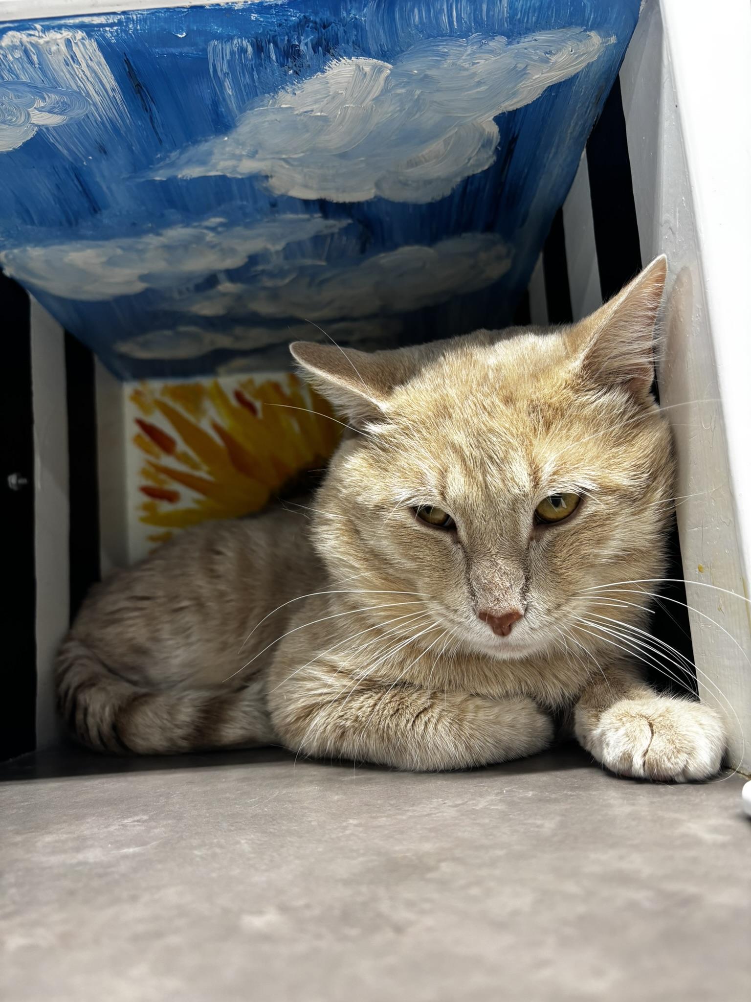 Enlarge Colonel Custard, a ADOPTABLE Domestic Short Hair in Grand Rapids, MI image 2/4