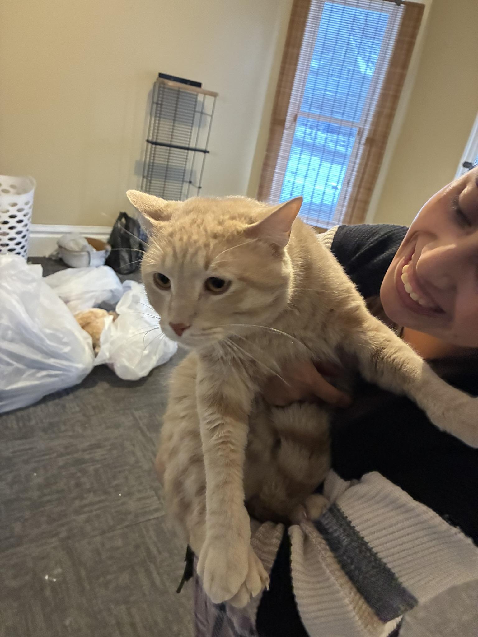 Enlarge Colonel Custard, a ADOPTABLE Domestic Short Hair in Grand Rapids, MI image 4/4