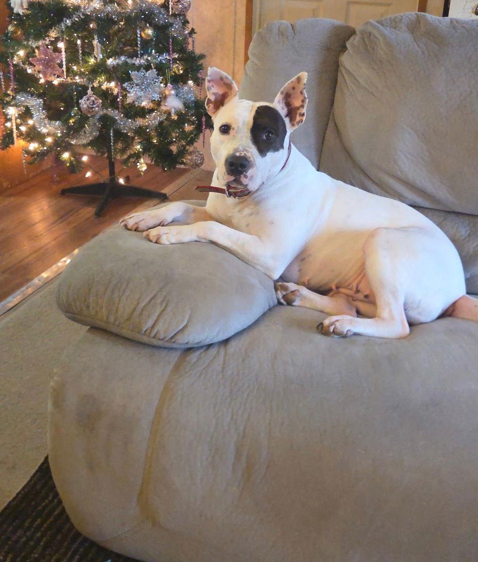 Rosie Rose, a Adoptable Pit Bull Terrier in Nashville, TN image 2/3