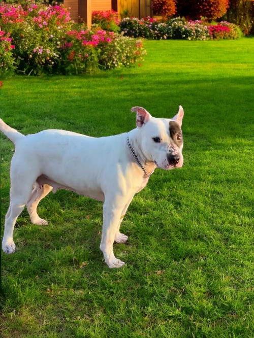 Rosie Rose, a Adoptable Pit Bull Terrier in Nashville, TN image 3/3