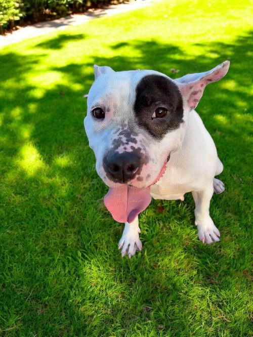 Rosie Rose, a Adoptable Pit Bull Terrier in Nashville, TN image 3/3