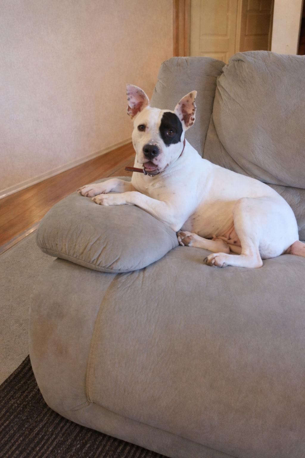 Enlarge Rosie Rose, a Adoptable Pit Bull Terrier in Nashville, TN image 3/3