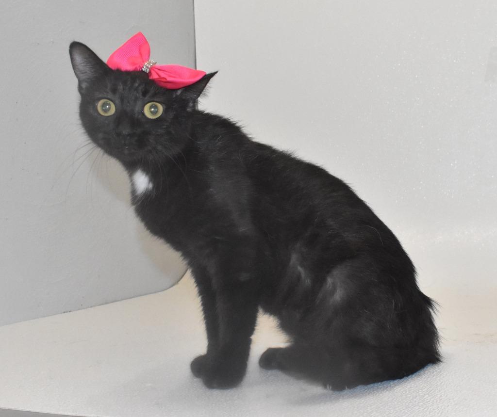Enlarge Vidia, a Adoptable mixed breed in Springfield, OH image 1/3