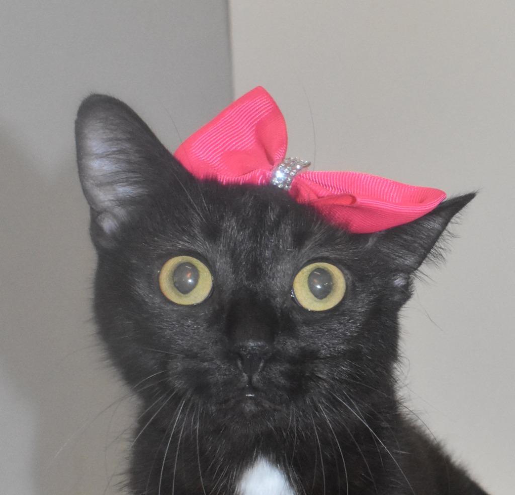 Enlarge Vidia, a Adoptable mixed breed in Springfield, OH image 2/3