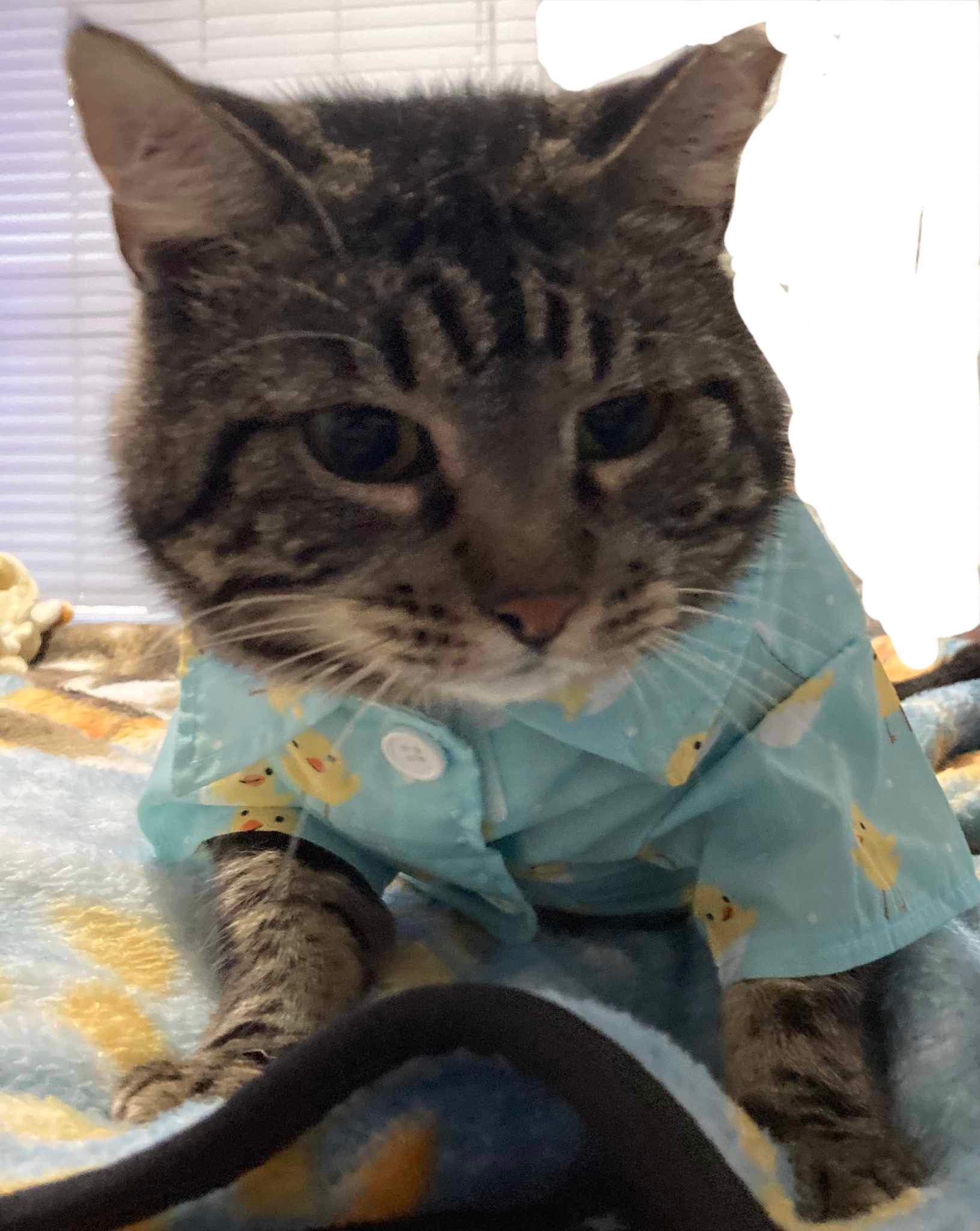 Enlarge Blitzen, a Adoptable Domestic Short Hair in Inez, TX image 3/6