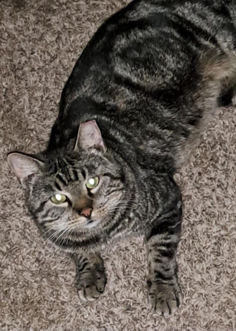 Enlarge Blitzen, a Adoptable Domestic Short Hair in Inez, TX image 5/6