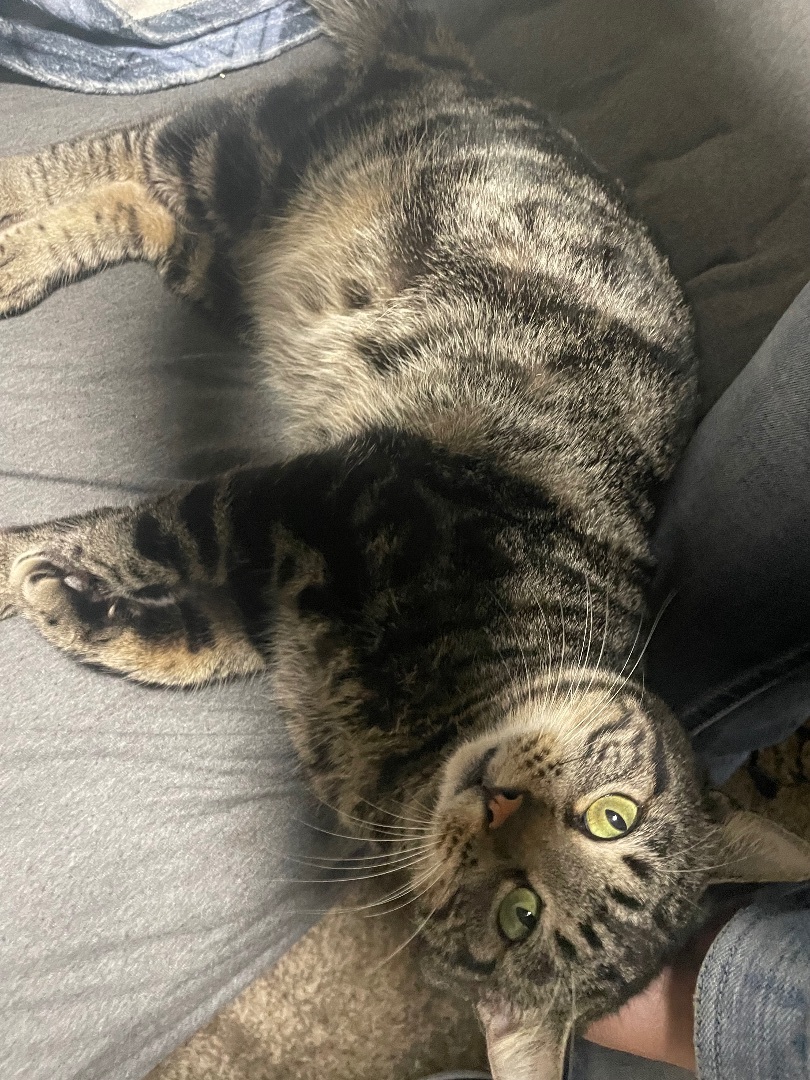 Enlarge Blitzen, a Adoptable Domestic Short Hair in Inez, TX image 6/6