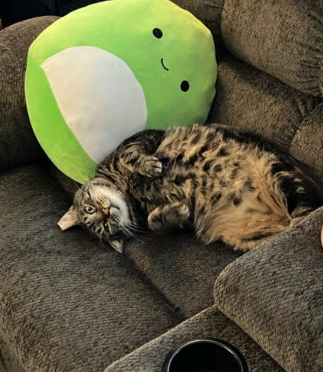 Enlarge Blitzen, a Adoptable Domestic Short Hair in Inez, TX image 2/6