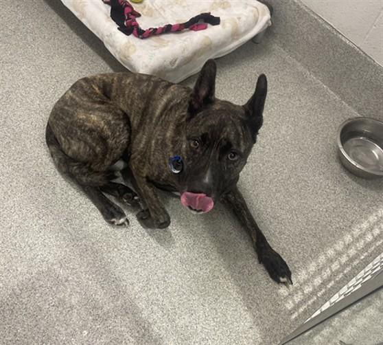 Enlarge BRUNO, a Adoptable mixed breed in Loveland, CO image 1/1