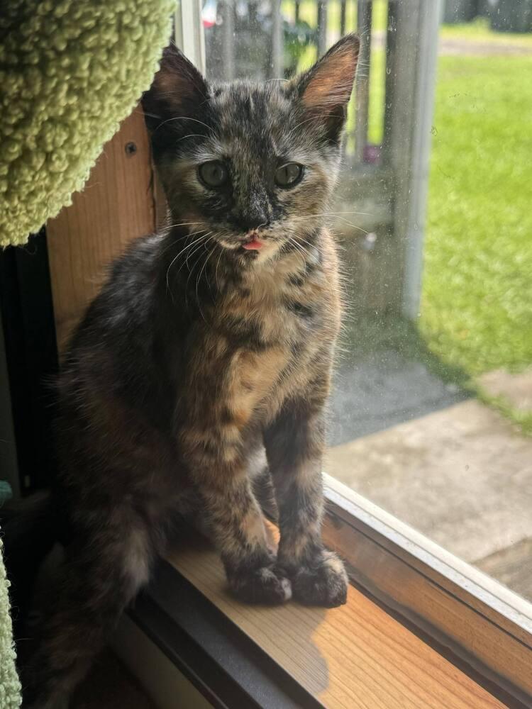 Enlarge Nynaeve, a Adoptable Domestic Short Hair in Cary, NC image 3/6